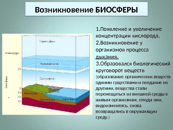 Тест по биологии «эволюция биосферы» - pibarum.ru