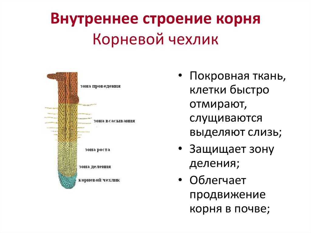 Виды корней и типы корневых систем, тест с ответами, 6 класс