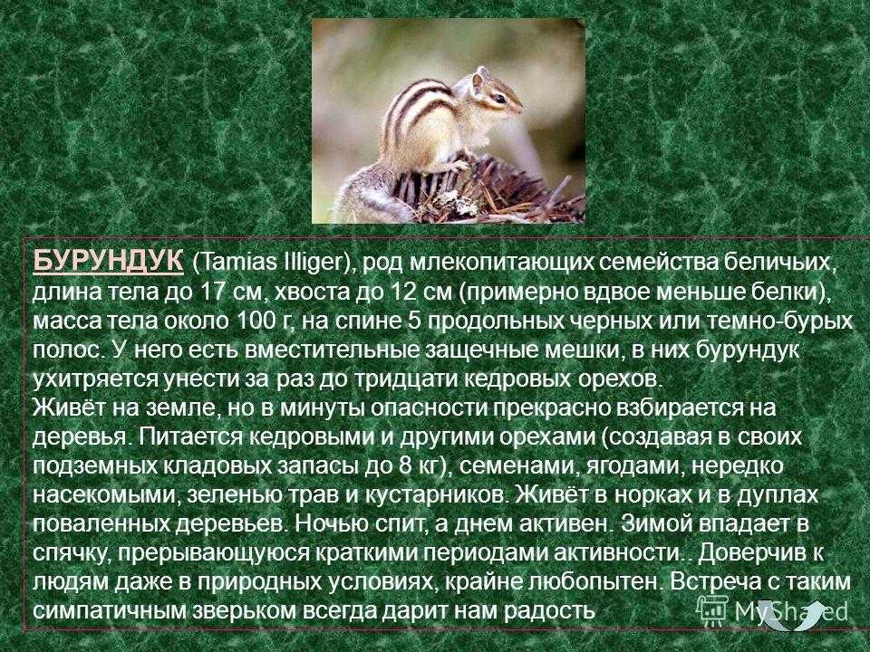 Презентация про бурундуков