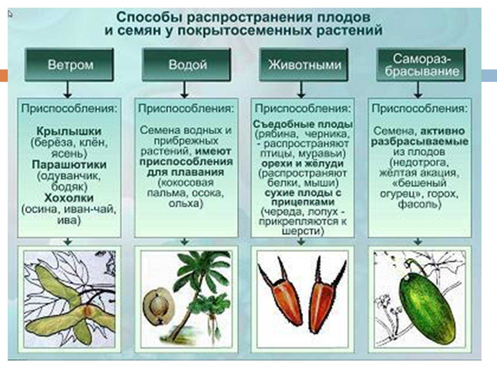 раст рост значение корней фото 58