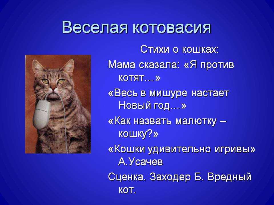 Кошка это кошка у кошки 7 котят. Стих про кошку. Стишки про кошек. Стих про кошечку. Веселые стихи про кошек.