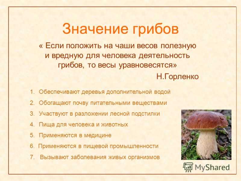 Польза есть грибы. Царство грибов 5 класс биология класс. Значение грибов 6 класс биология царство грибов. Разнообразие грибов в природе. Царство грибов значение.