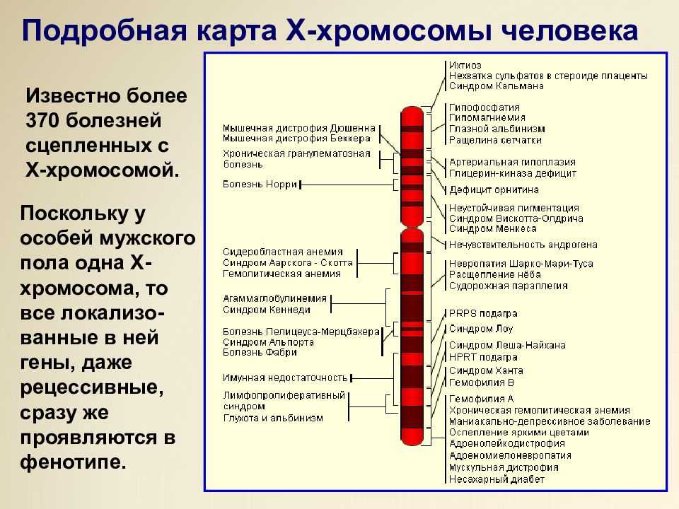 Карта хромосом человека генетика - 80 фото