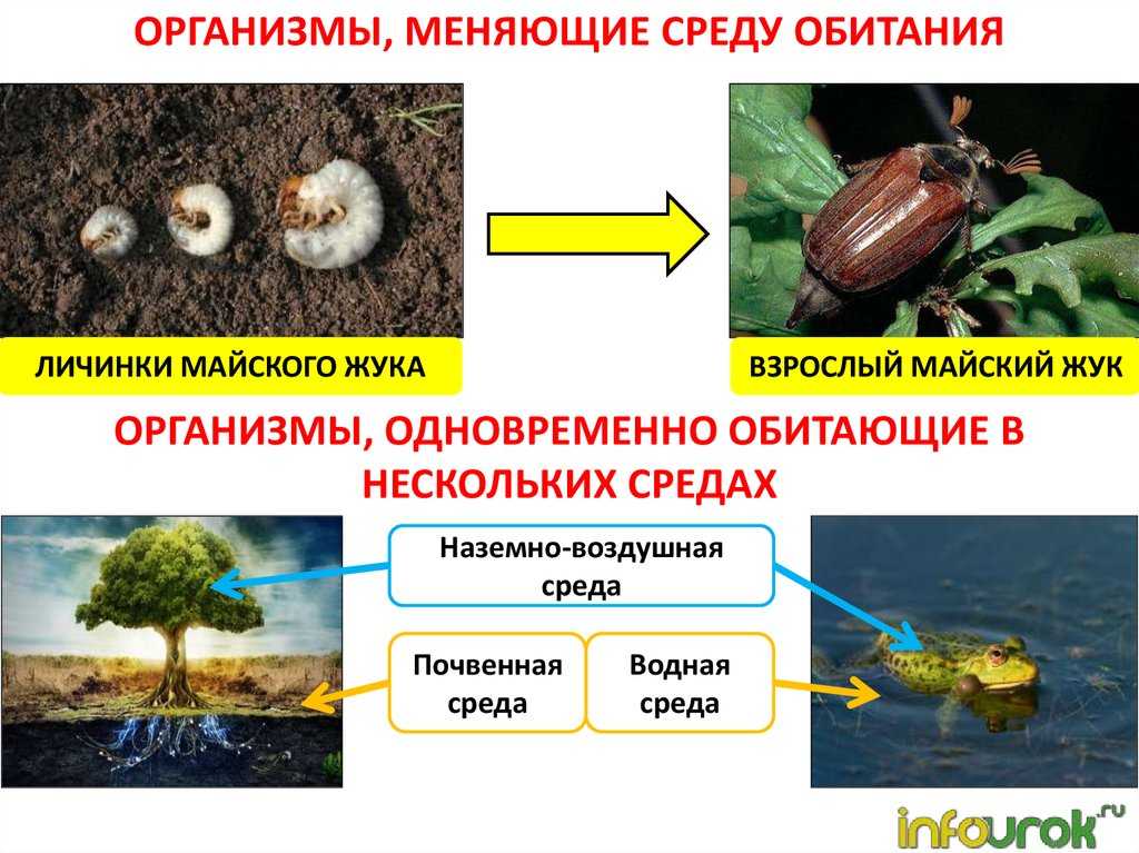 Среды жизни водная воздушная почвенная