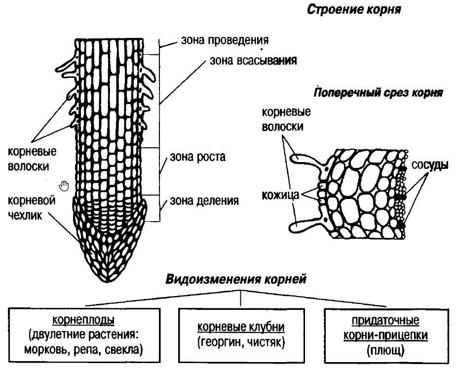 Схема строения s