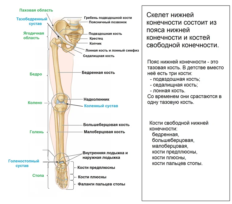 Гаряев суставы и мышцы кости. Суставы нижних конечностей анатомия человека. Кости нижней конечности человека. Суставы нижней конечности. Скелет нижних конечностей суставы.
