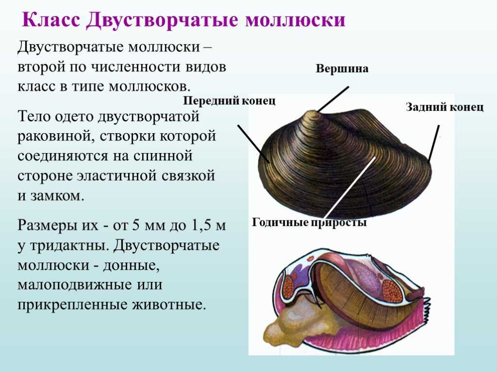 Моллюски (биология)
