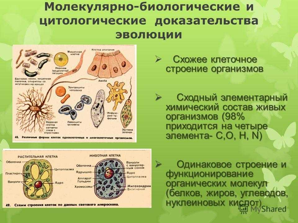 Доказательства эволюции таблица. Молекулярно-биологические доказательства эволюции. Доказательства эволюции органического мира таблица цитологические. Цитологические доказательства эволюции. Молекулярно-биологические и цитологические доказательства эволюции.