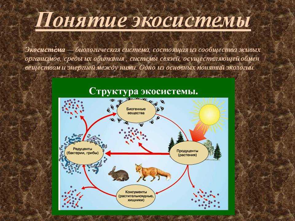 11 класс биология презентация экологические сообщества