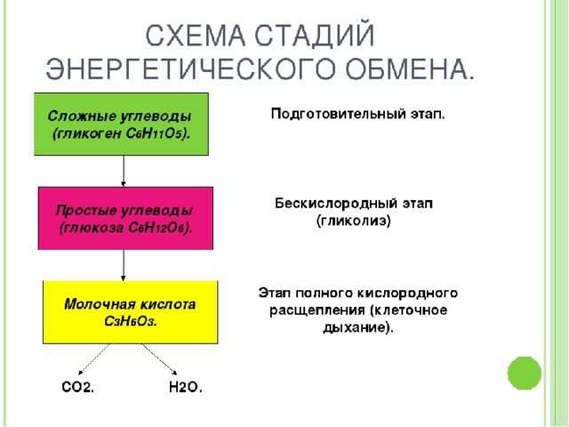 При энергетическом обмене происходит. Этапы энергетического обмена схема. Этапы энергия обмена веществ схема. Энергетический обмен в клетке этапы энергетического обмена. Метаболизм этапы энергетического обмена.