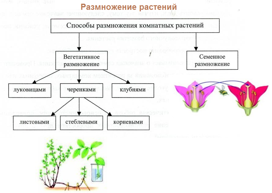 5 форм вегетативного. Размножение цветковых растений схема бесполое. Процесс размножения растений рисунок. Схема способы размножения растений. Схема способы размножения растений биология 6.