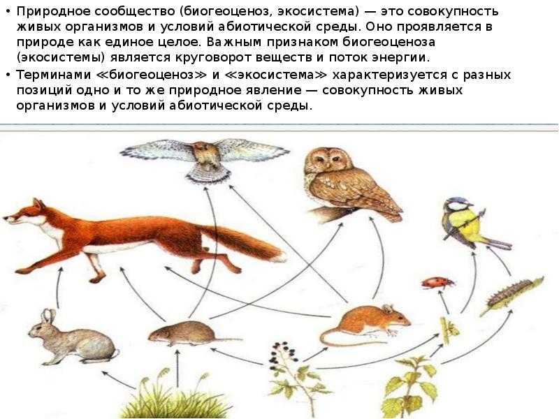 Во всех природных сообществах выделяют. Природное сообщество экосистема. Организмы в природных сообществах. Понятие о природном сообществе. Сообщество это в биологии.