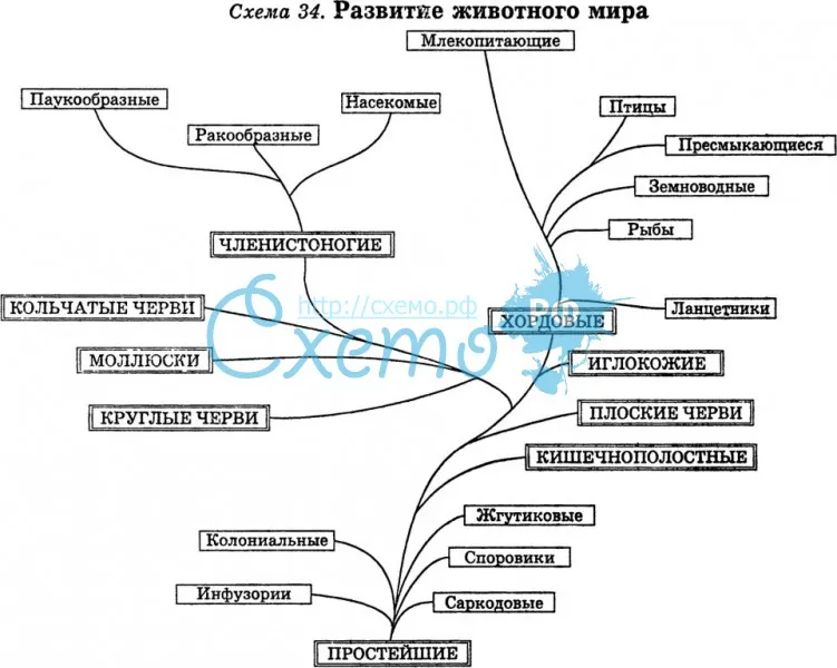Тест по биологии тип кольчатые черви 7 класс
