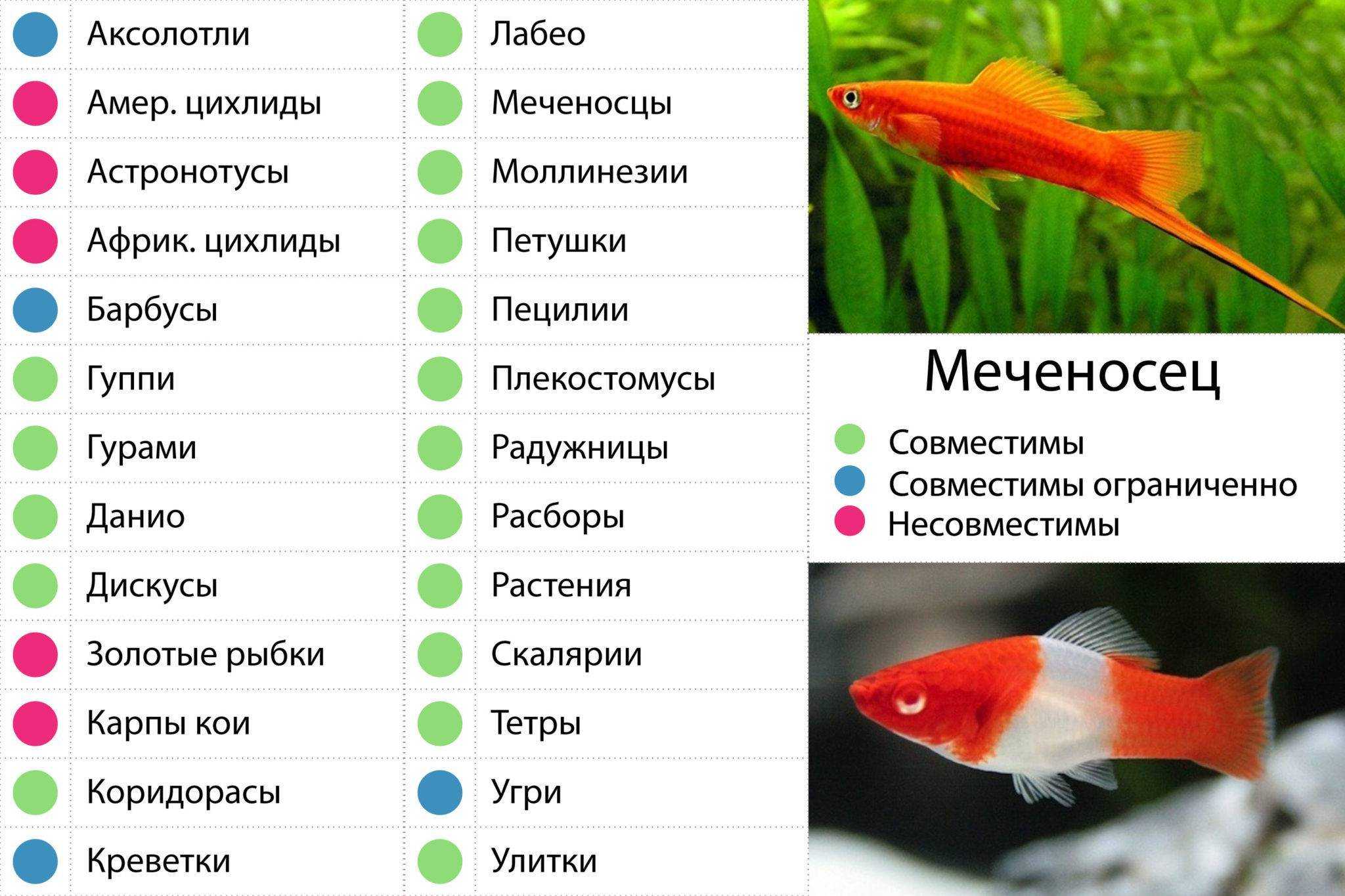 10 пород золотых рыбок для начинающих и опытных аквариумистов. достоинства и недостатки. фото — ботаничка