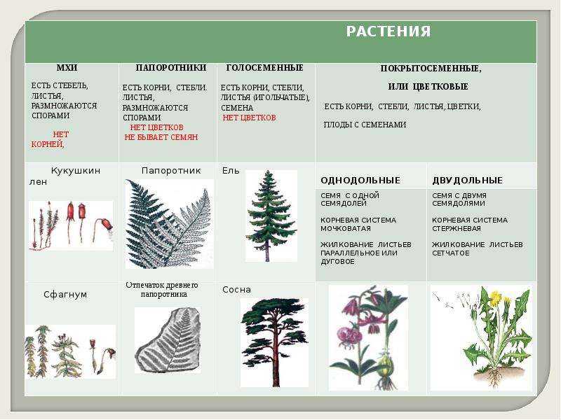 Тест по биологии в 7 классе «отдел голосеменные растения» | doc4web.ru