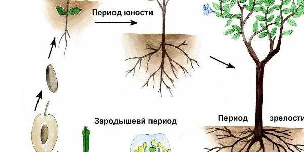 Развитие растений тест. Цикл развития цветкового растения схема. Схема цикл развития цветкового растения яблони.