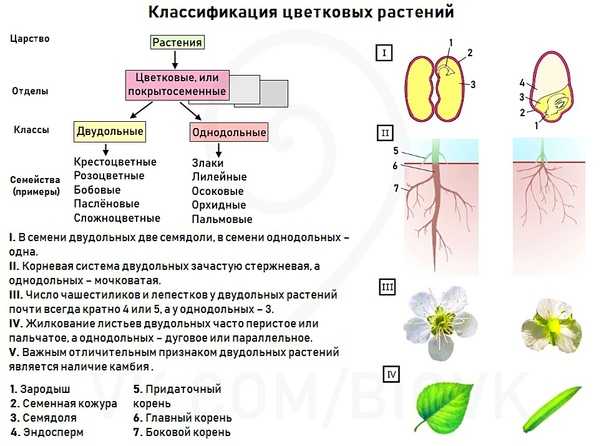 Презентация покрытосеменные 6 класс биология фгос пономарева