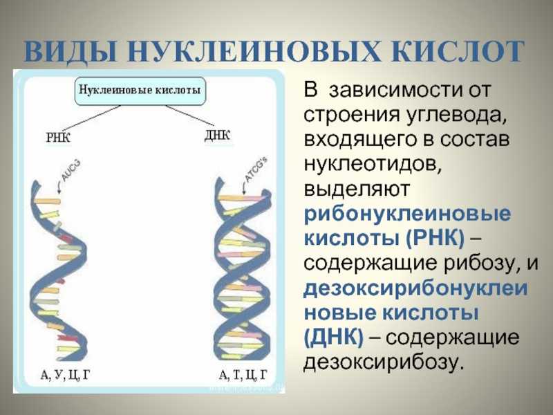 Биологическая роль нуклеиновых кислот презентация