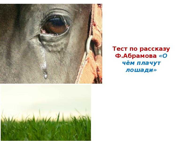 В каком году о чем плачут лошади. О чём плачут лошади Абрамов. Ф. Абрамова "о чём плачут лошади". Плачущая лошадь. Лошадь плачет.