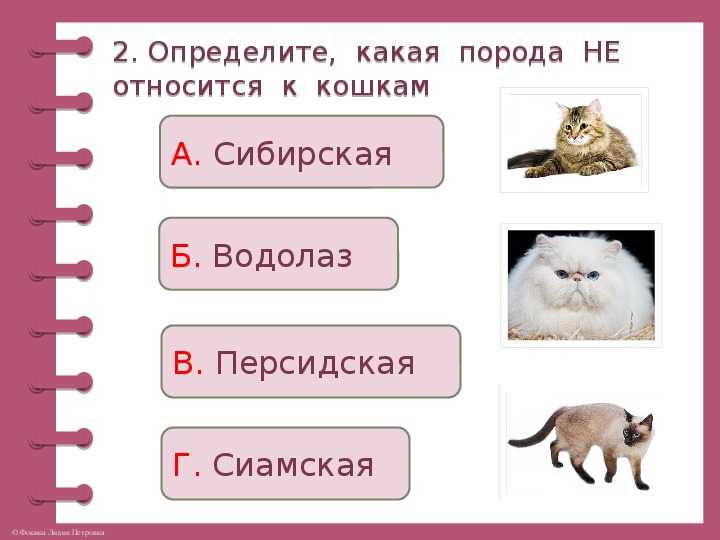 Тест "про кошек и собак" 2 класс презентация, доклад, проект
