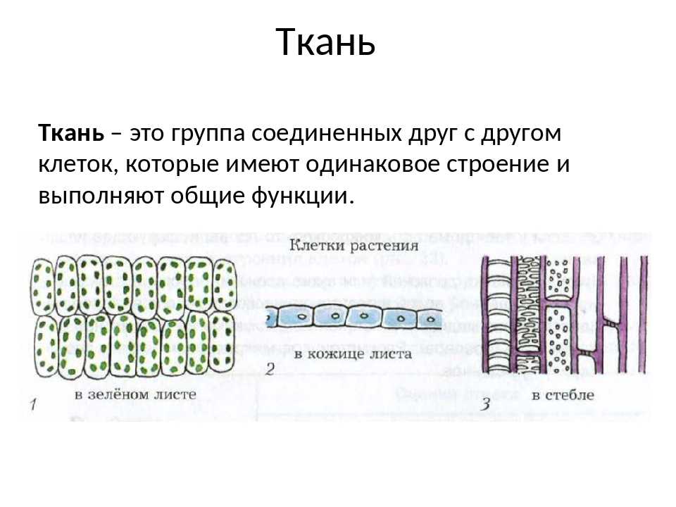 Тест по тканям. Ткани растений 6 класс биология. Ткани клетки биология 6 класс. Растительные ткани 6 класс биология. Ткани растений 6 класс.