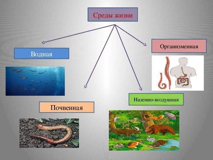 Тест по теме "вирусы"
