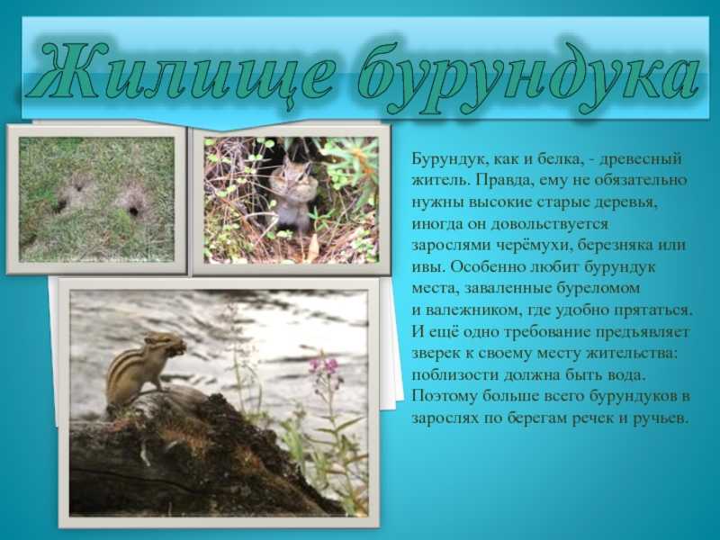 Презентация бурундук огэ