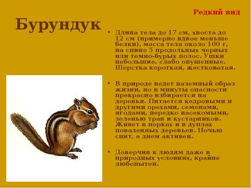 Презентация на тему нарядный бурундук 3 класс