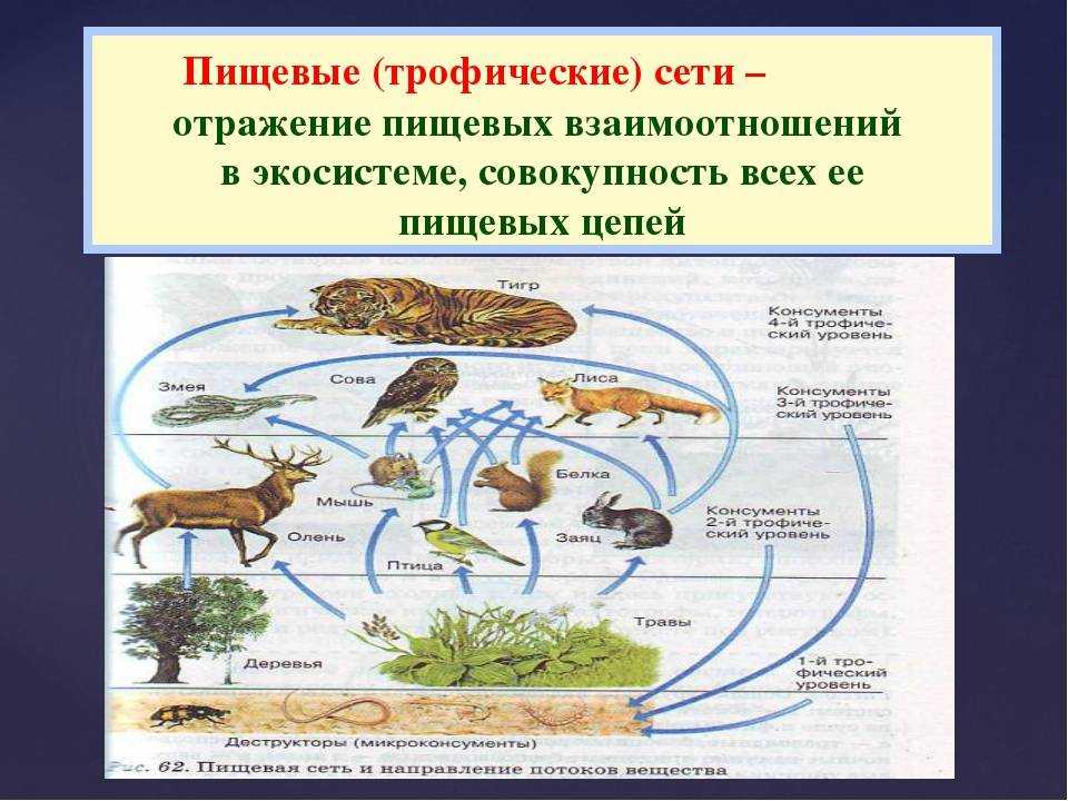 Пищевые связи в природе 9 класс презентация