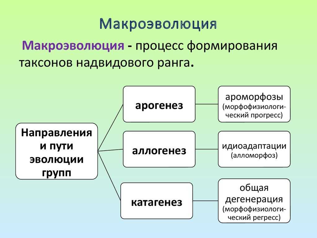 Схема направления эволюции