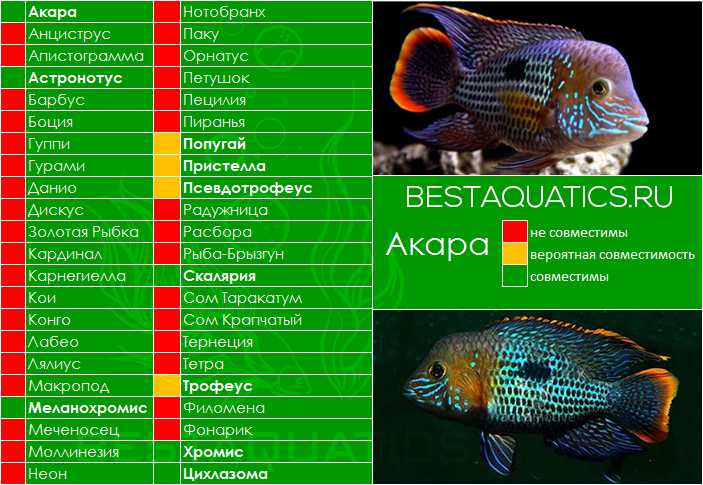 Золотые рыбки в аквариуме: содержание, кормление и размножение. какое отличие самца от самки, а также совместимость с другими рыбками
