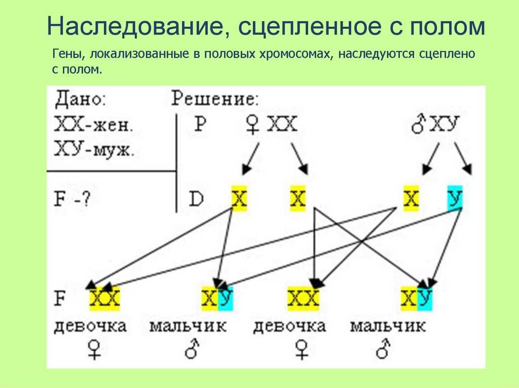 Схема наследования признаков