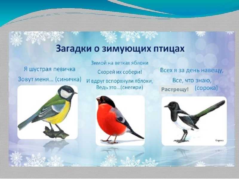 Викторина о птицах для начальной школы с ответами