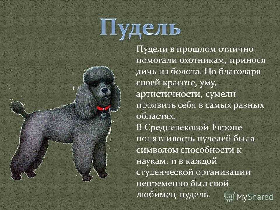 Пудель 6 глава. Пудель описание. Краткое сообщение о породе собак. Пудель порода собак описание. Сообщение про породу собак Пудели.