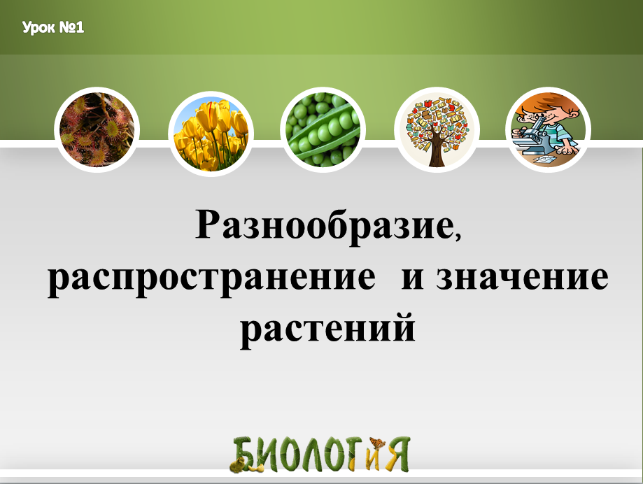 Сложный тест о цветах и других растениях: сможете назвать их по фотографии?