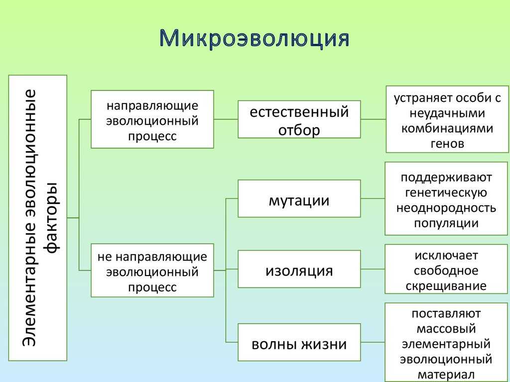 Микроэволюция презентация 9 класс