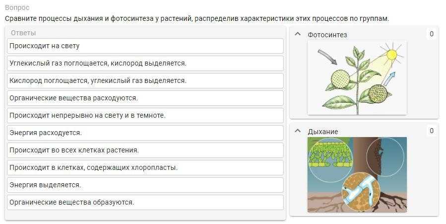 Тест по биологии для 9 класса «фотосинтез» | doc4web.ru