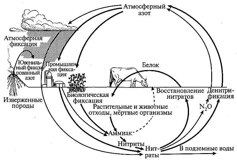 Живые организмы осуществляют круговорот. Круговорот веществ и энергии в биосфере схема. Круговорот веществ вещества в биосфере. Биологический круговорот веществ в биосфере схема. Схема биологического круговорота веществ и потока энергии.