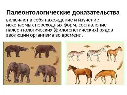 Тест к уроку макроэволюция