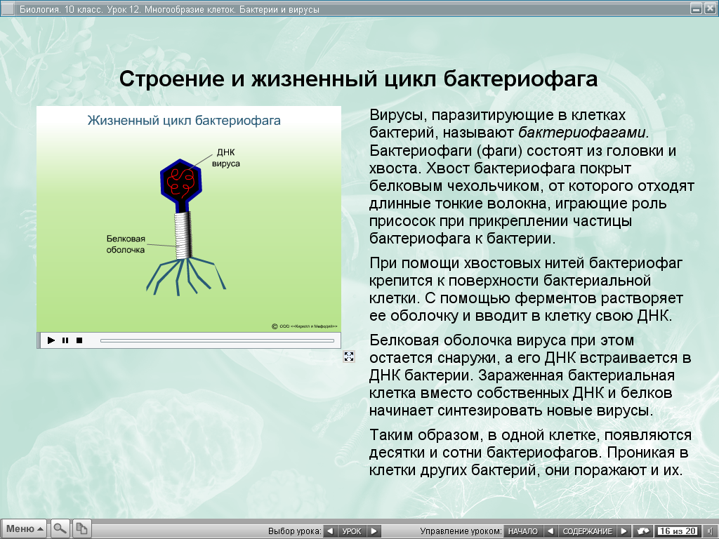 Тест по биологии биологические системы. вирусы. строение организмов 10 класс