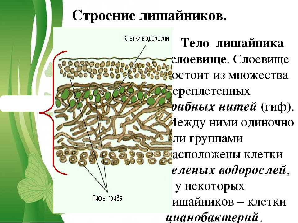 Тело лишайника состоит из гриба и водоросли. Строение слоевища лишайников. Строение лишайника 7 класс биология. Строение слоевища лишайника. Строение лишайника таллом слоевище.
