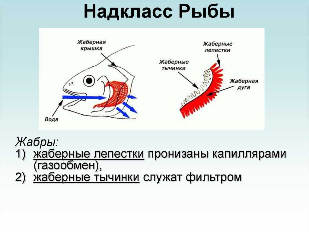 Основные функции рыбы. Надкласс рыбы дыхательная система органы дыхания. Дыхательная система рыб жабры. Жаберные лепестки у рыб. Жаберные тычинки у рыб.