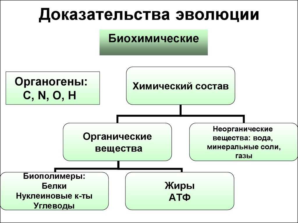 Тест по биологии направления макроэволюции. биологический прогресс. ароморфоз, идиоадаптация и общая дегенерация 11 класс