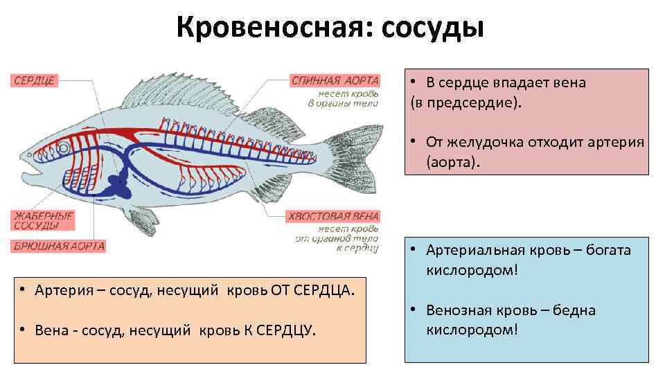 Строение кровеносной системы рыб. Надкласс рыбы общая характеристика. Тип Хордовые рыбы.