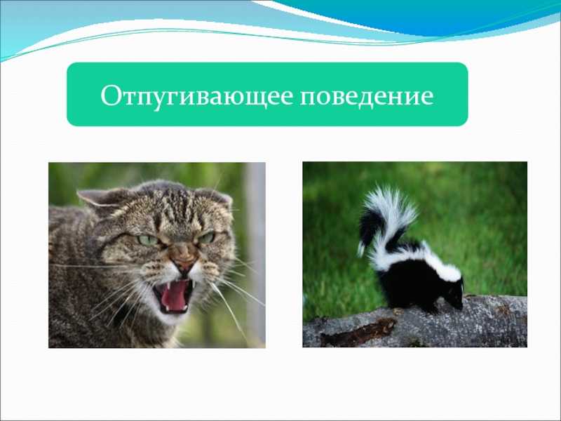 Тест по биологии “простейшие”