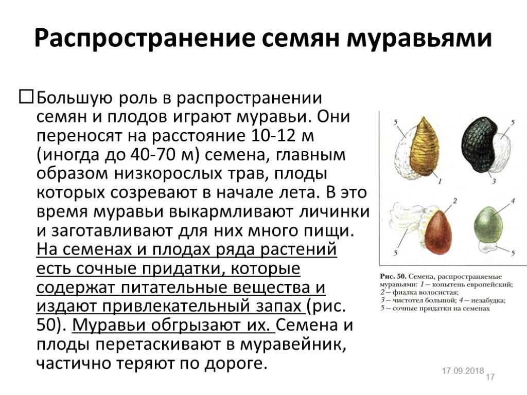 Игра по биологии 6 класс с ответами