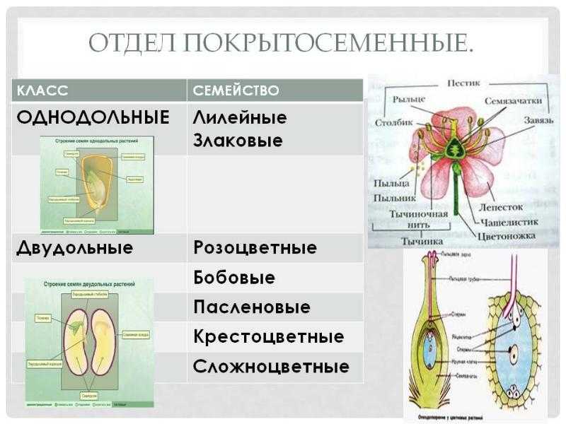 Тест по биологии покрытосеменные (цветковые) растения 5 класс