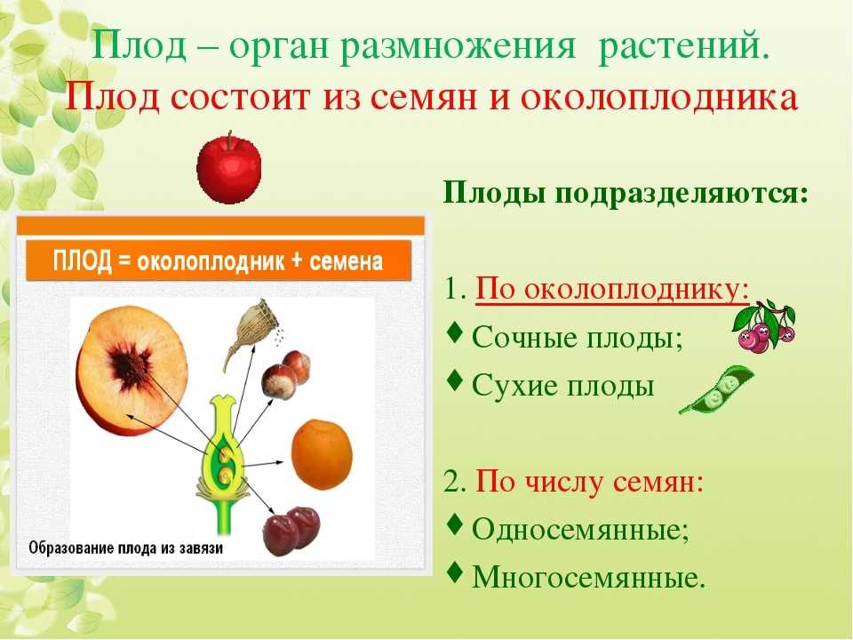 Что является признаком плодов растений. Конспект по биологии 6 класса на тему плоды. . Плод. Строение плодов и семян. Плоды цветковых растений. Плоды растений разнообразие.