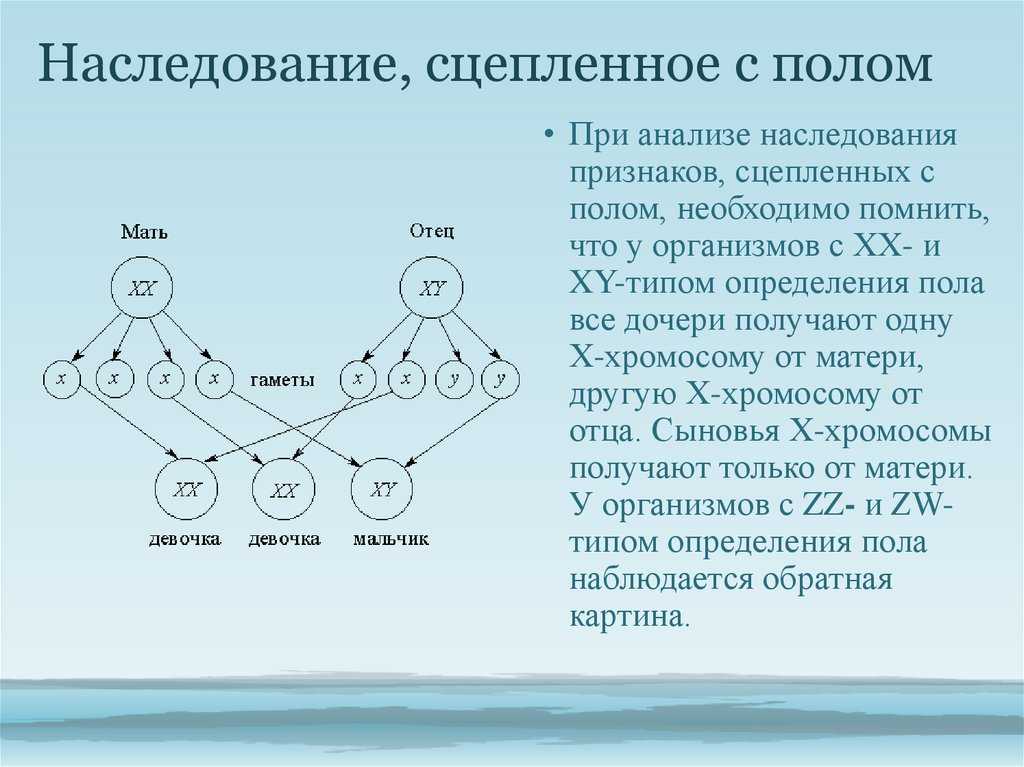 Наследственность схема биология