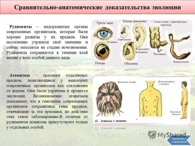 На рисунке под каким номером изображен один из рудиментов человека